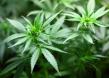 Brasile, fumare canne non è più reato, Corte suprema stabilisce in 40 g limite per consumo personale di cannabis