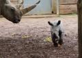 Regno Unito, nato un raro cucciolo di rinoceronte bianco: il VIDEO del parto e dei primi passetti al Cotswold Wildlife Park - VIDEO