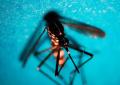 Da inizio anno 718 casi di West Nile in Italia, 49 decessi