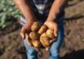 World Food Day, "Potatoes Forever!" celebra la sostenibilità