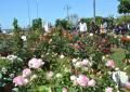 Marina in Fiore