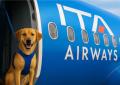 Cani di grande taglia in cabina aereo, domani il primo volo pet friendly in Italia