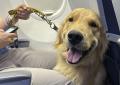 Cane in aereo