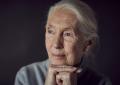Addio a Jane Goodall, morta a 91 anni l'antropologa britannica massima esperta di primati e biodiversità: studiò le abitudini sociali degli scimpanzé