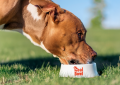 Real Bowl e la rivoluzione del cibo “Human Grade” per i cani: tre benefici concreti e ingredienti sottoposti agli standard di sicurezza