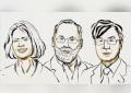 Premio Nobel per la Medicina 2025 a Mary Brunkow, Fred Ramsdell e Shimon Sakaguchi per studi sul sistema immunitario