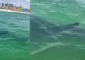 Israele, avvistato squalo di 4 metri ad Ashkelon vicino alla riva, chiuse tutte le spiagge, il bagnino: "Uscite subito dall'acqua" - VIDEO
