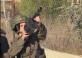 Cisgiordania, coloni e soldatesse israeliane attaccano civili a Kaubar e al-Bireh durante raccolta olive, considerata risorsa economica e culturale - VIDEO