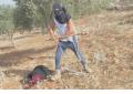 Cisgiordania, coloni israeliani a volto coperto aggrediscono contadini palestinesi durante raccolta olive, donna in fin di vita - VIDEO