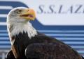 La Lazio Calcio annuncia la nuova aquila e i tifosi vanno in estasi per la presentazione sui social