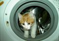 Il gatto Anacleto finisce in lavatrice, la padrona se ne accorge solo dopo il lavaggio ma il micio miracolosamente si salva