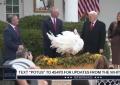 Usa, Trump scherza e toglie dal menù i tacchini Gobble e Waddle per il Giorno del Ringraziamento: "Siete graziati incondizionatamente" - VIDEO