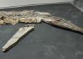 Scoperto un fossile di coccodrillo risalente al Giurassico