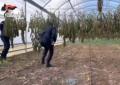 Sardegna, scoperta maxi piantagione di marijuana: sei arresti