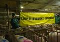 Il video shock di Greenpeace su un allevamento di maiali italiano 