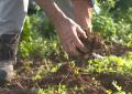 Agricoltori bio custodi della Terra: NaturaS&igrave; per giusto prezzo al cibo