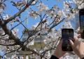 Lo spettacolo dei sakura a Tokyo, la fioritura &egrave; vicina al picco