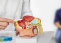 Tumori, 485mila italiani con cancro prostata, Aiom: "Casi in crescita, potenziare prevenzione"