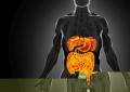 Intestino sempre giovane, è possibile: come fermare invecchiamento e prevenire tumori