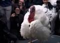 Il tacchino Waddle tra i cronisti alla Casa Bianca in posa per le foto prima della grazia di Trump