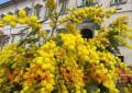 Ecco l'ingresso del Quirinale addobbato con le mimose per la Festa della Donna