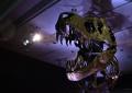 Una scoperta monumentale, un "colosseo" di impronte di dinosauro in Alaska