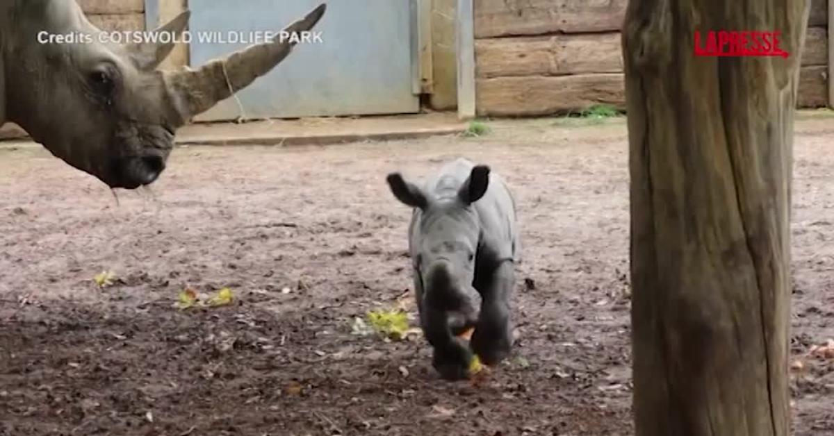 regno unito nato un raro cucciolo di rinoceronte bianco il video del parto e dei primi passetti al cotswold wildlife park video da Ilgiornaleditalia.it regno unito nato un raro cucciolo di rinoceronte bianco il video del parto e dei primi passetti al cotswold wildlife park video