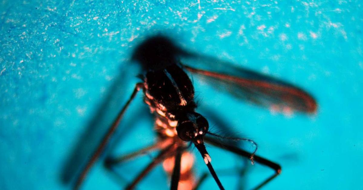 Da inizio anno in Italia 647 casi di infezione da West Nile, 47 decessi