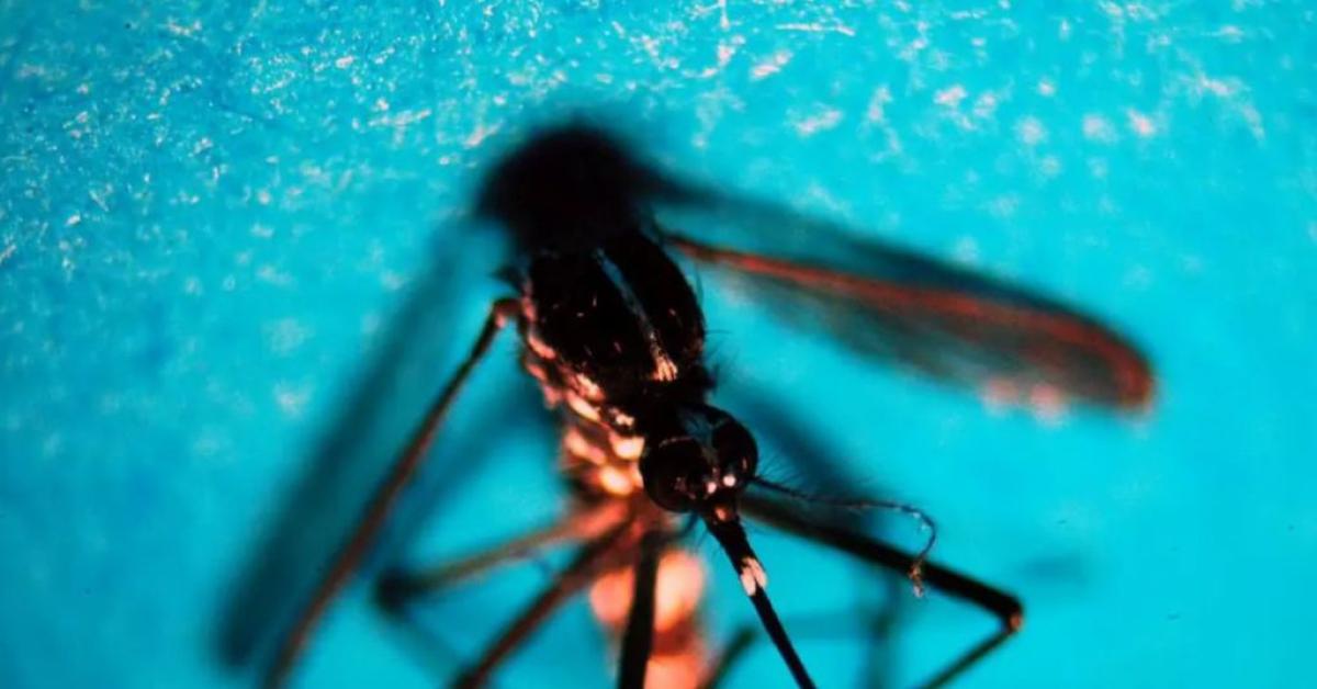 da inizio anno 718 casi di west nile in italia 49 decessi