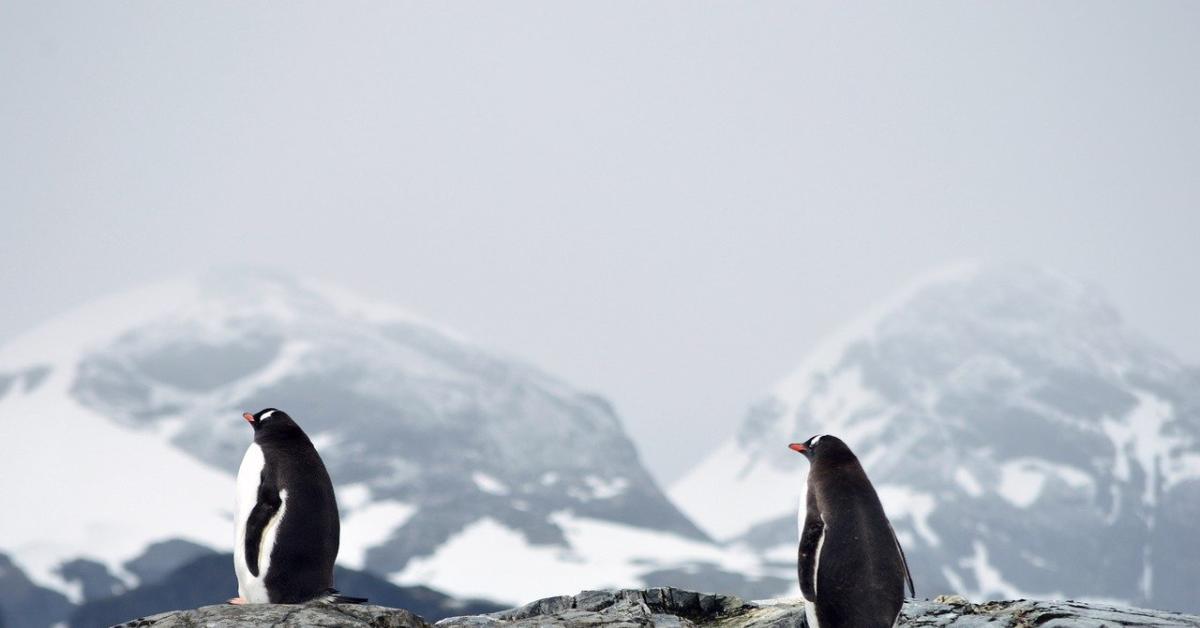 antartide contesa la nuova corsa al sesto continente tra clima risorse e sovranit224