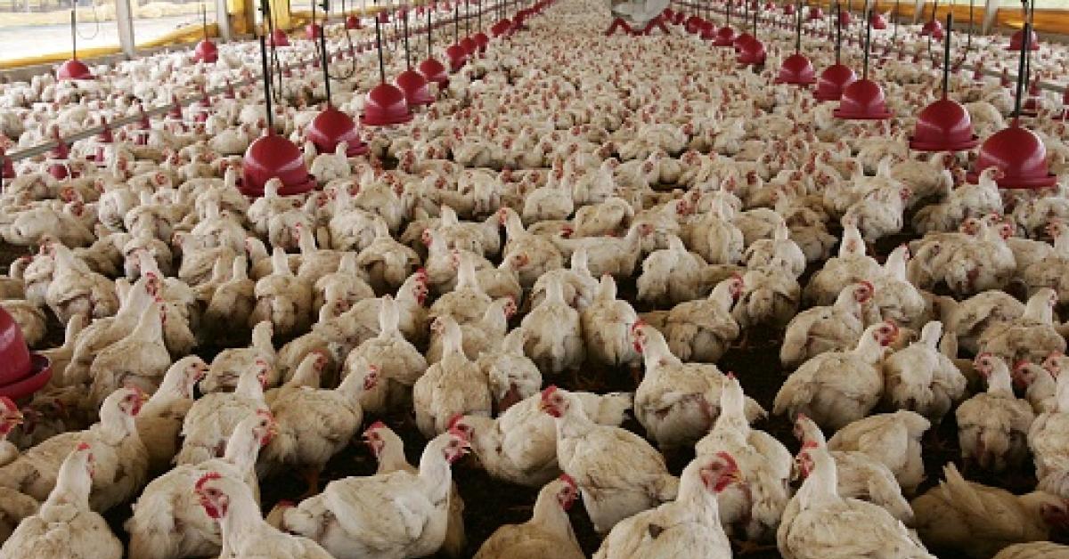 Ue, revocato blocco europeo su pollame brasiliano: l