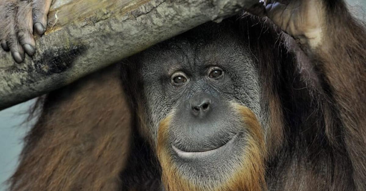 Orango Zoe del bioparco di Roma morta per infiammazione polmonare ...