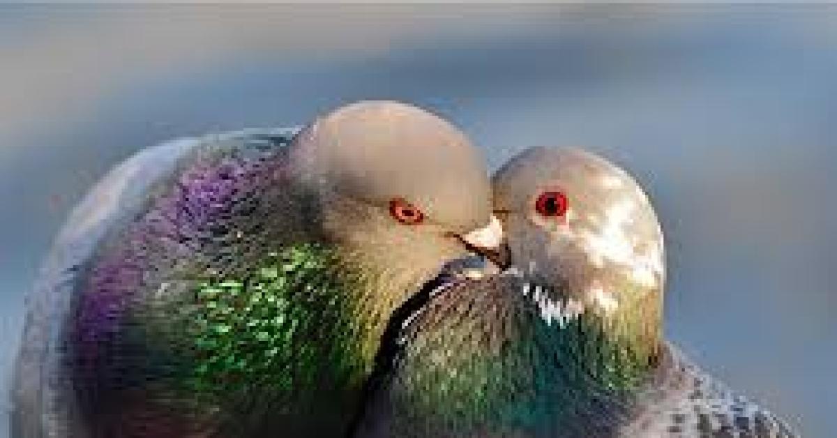 Abbigliamento Divertente Maglietta Con Stampa Piccione Viaggiatore - Foto 4