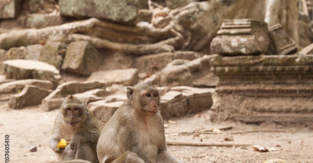 Nel celebre sito Unesco della Cambogia, Angkor Wat, le scimmie selvagge assaltano e mordono i turisti