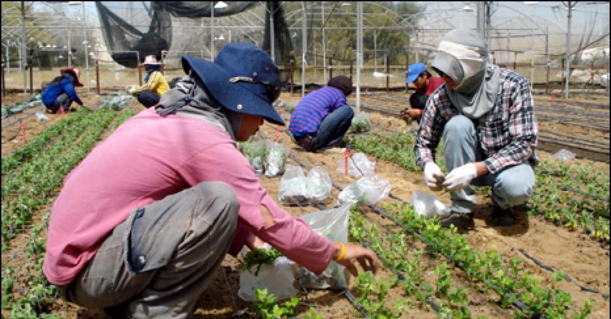 lavoratrici agricole thailandesi sessualmente aggredite in israele secondo rapporto knesset il 100 delle intervistate ha subito violenze a lavoro