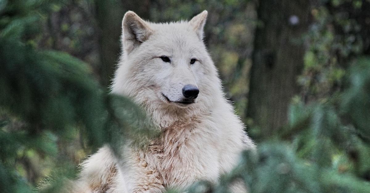 Animali in casa, proibito tenere lupi, orsi, marmotte e castori; permessi pappagalli, gechi, tartarughe di terra e merli indiani