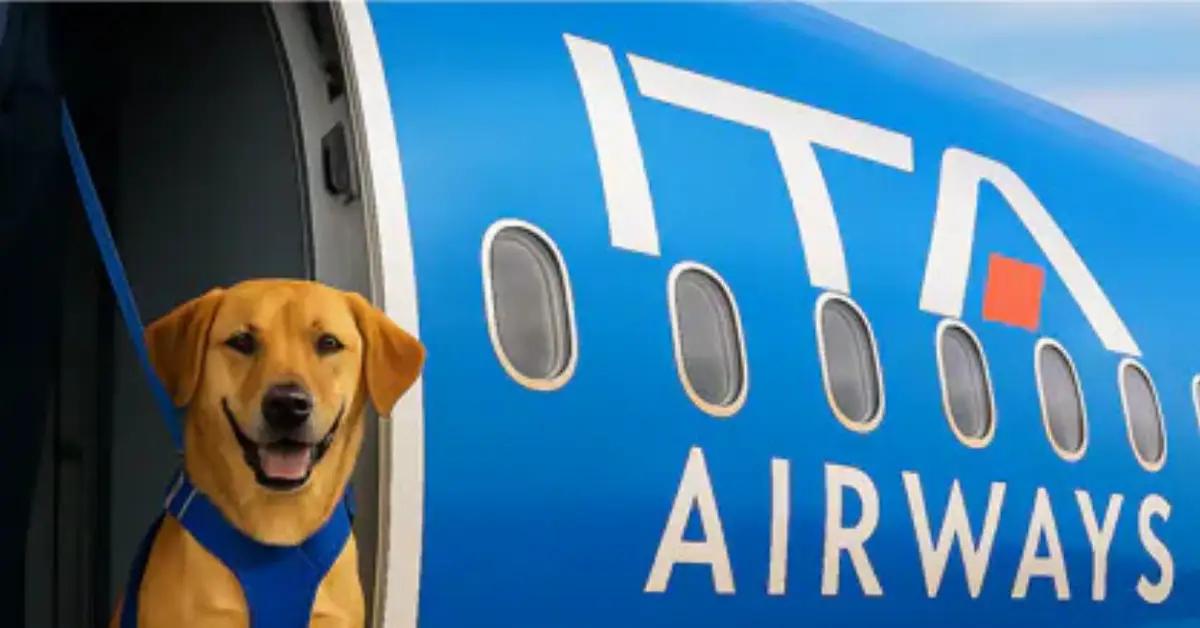 Cani di grande taglia in cabina aereo, domani il primo volo pet friendly in Italia Cani di grande taglia in cabina aereo, domani il primo volo pet friendly in Italia