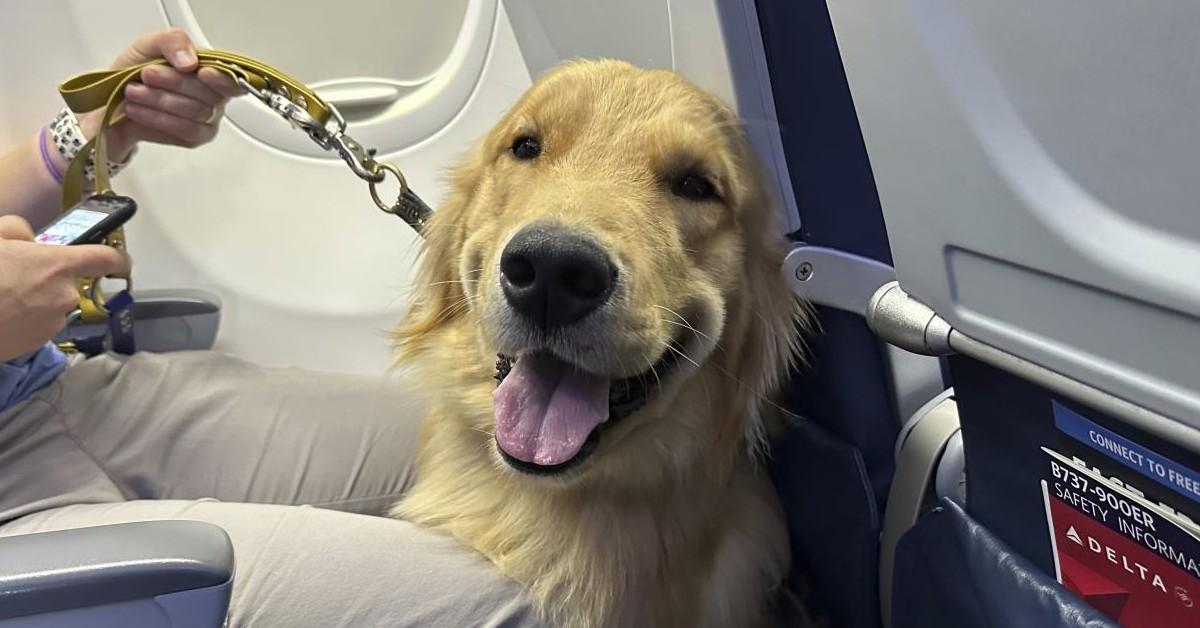 Aerei, da oggi ammessi in cabina i cani oltre i 10 kg: gli animali potranno viaggiare seduti accanto ai proprietari, senza trasportino