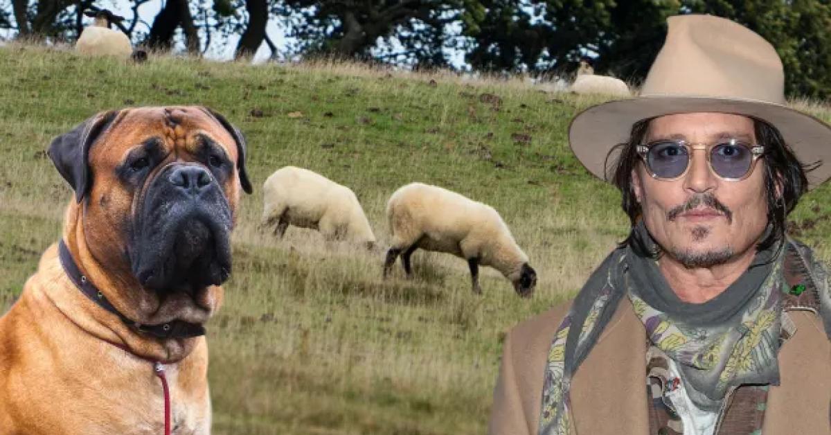 Uk, cane bullmastiff di Johnny Depp Sbrana 2 pecore in fattoria dell’East Sussex, azzannati e uccisi gli ovini dopo essersi liberato da guinzaglio