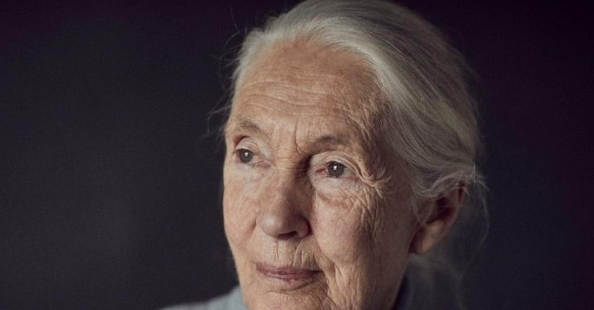 Addio a Jane Goodall, morta a 91 anni l