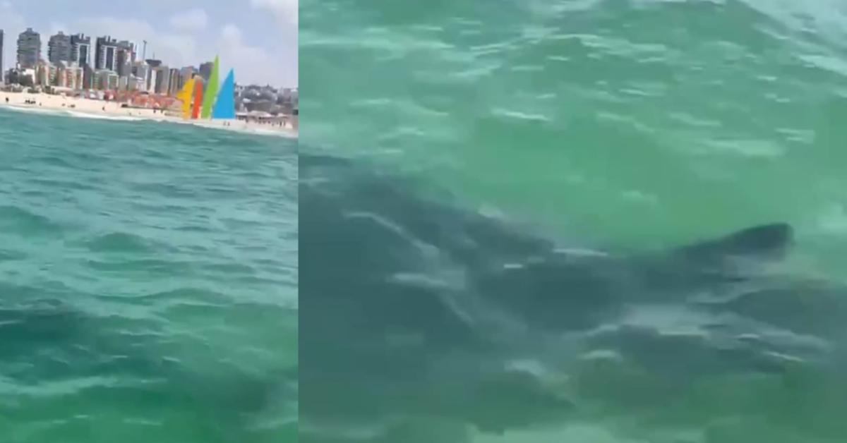 Israele, avvistato squalo di 5 metri ad Ashkelon vicino alla riva, chiuse tutte le spiagge, il bagnino: "Uscite subito dall