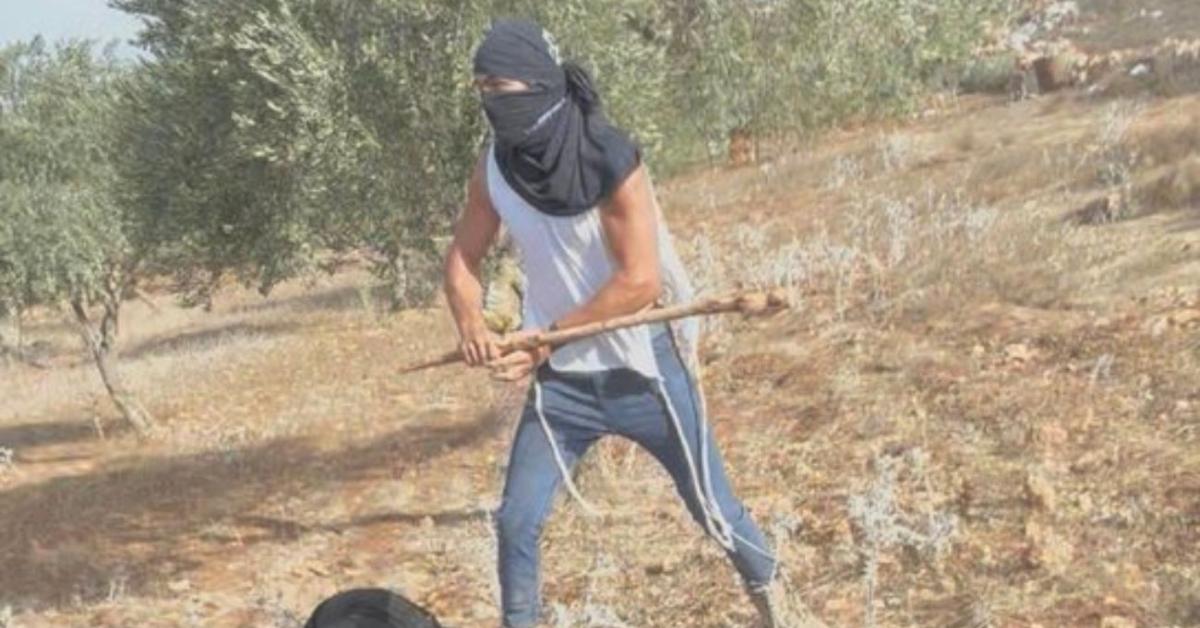 Cisgiordania, coloni israeliani a volto coperto aggrediscono contadini palestinesi durante raccolta olive, donna in fin di vita VIDEO Cisgiordania, coloni israeliani a volto coperto aggrediscono contadini palestinesi durante raccolta olive, donna in fin di vita VIDEO