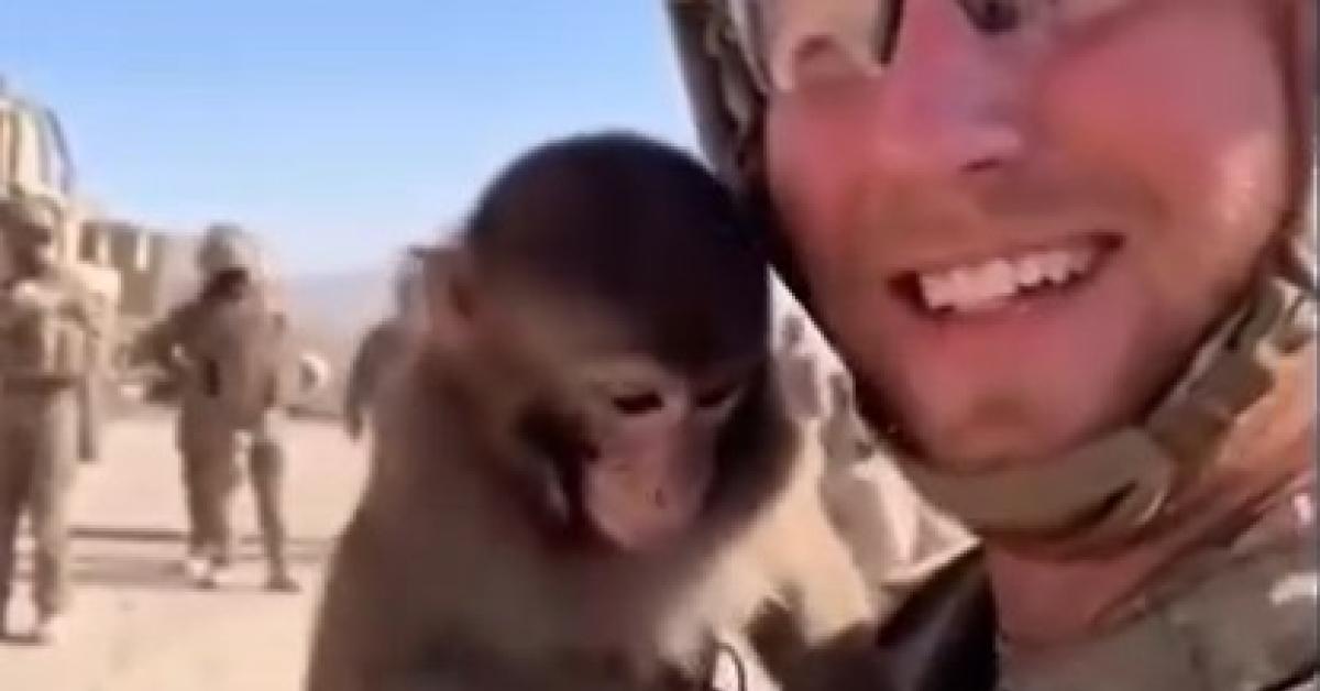 Africa, il VIDEO virale del soldato con la scimmia in braccio: lei svita la granata e tutti scappano prima che esploda