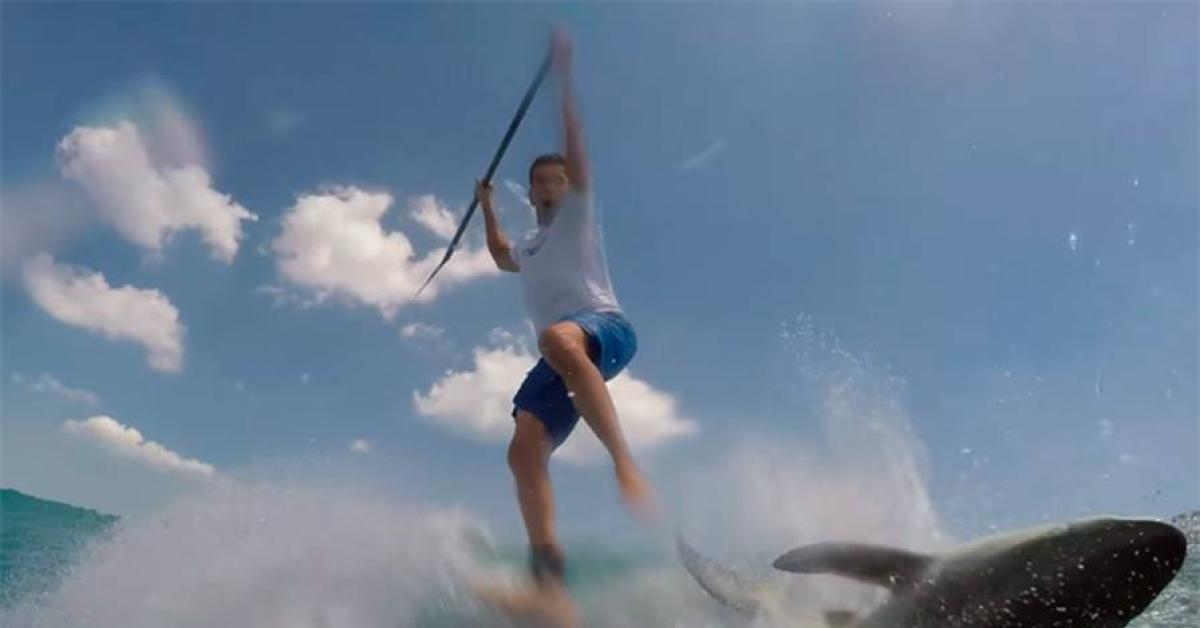 australia squalo attacca surfista 61enne che scompare sott acqua mi ha strappato la tavola e gli sono caduto sopra l ho preso a pugni video da Ilgiornaleditalia.it australia squalo attacca surfista 61enne che scompare sott acqua mi ha strappato la tavola e gli sono caduto sopra l ho preso a pugni video