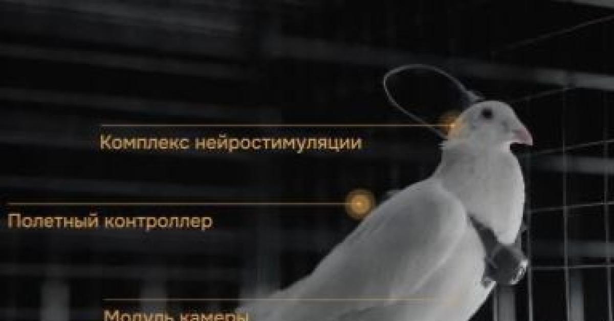 Russia, piccioni con microchip cerebrali testati come droni "per sorveglianza infrastrutture e operazioni di soccorso e ambientali" VIDEO Russia, piccioni con microchip cerebrali testati come droni "per sorveglianza infrastrutture e operazioni di soccorso e ambientali" VIDEO