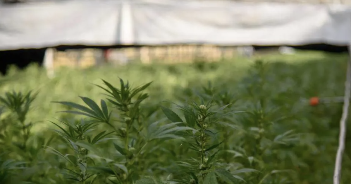 Milano, 23enne turco Erdem A si getta dalla finestra dopo aver fumato cannabis light in via Antonio da Recanate, fratello: "Urlava frasi senza senso"