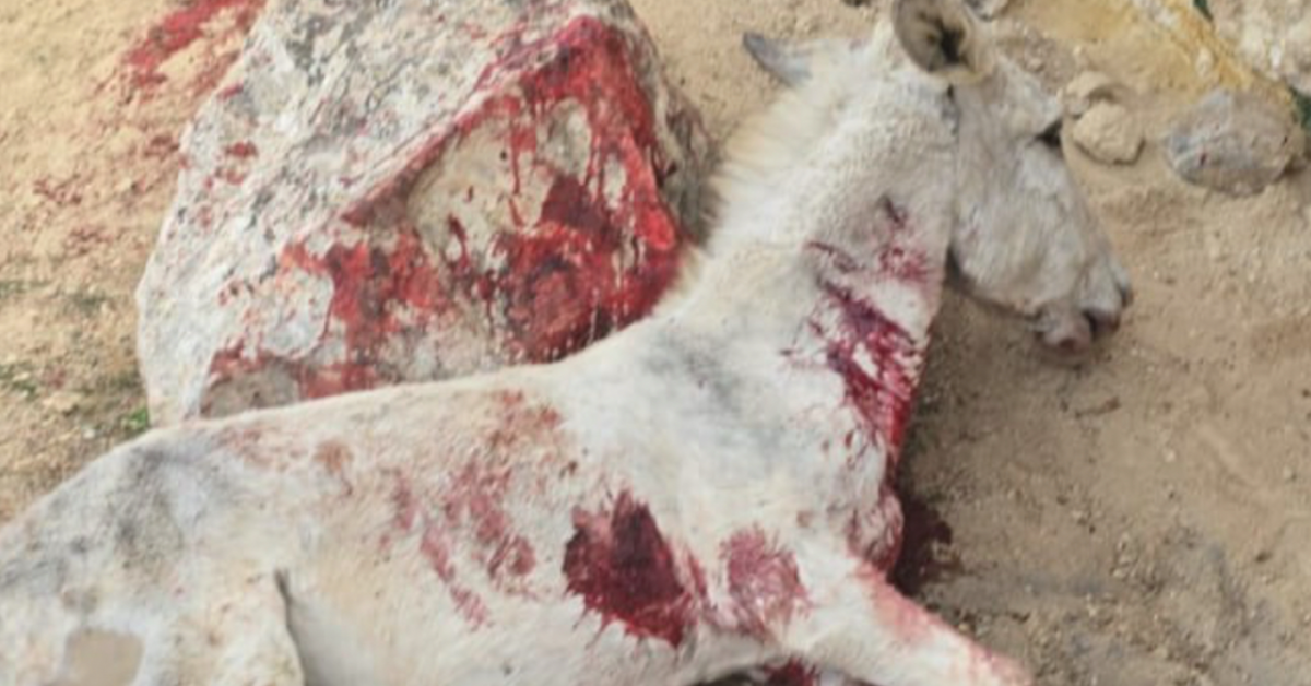 Cisgiordania, asino rubato, accoltellato, lapidato e impiccato da coloni israeliani ad un bimbo palestinese di Al Ma Cisgiordania, asino rubato, accoltellato, lapidato e impiccato da coloni israeliani ad un bimbo palestinese di Al Ma