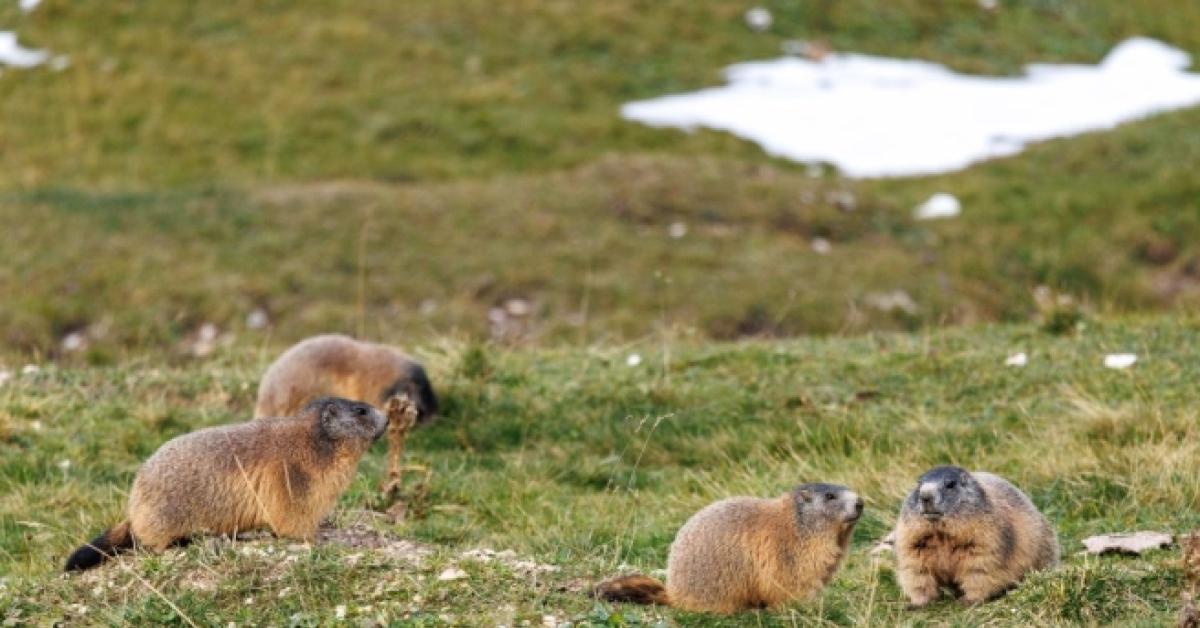 livigno per le prossime olimpiadi invernali sfrattate cento marmotte perch233 dannose all agricoltura e agli impianti da Ilgiornaleditalia.it livigno per le prossime olimpiadi invernali sfrattate cento marmotte perch233 dannose all agricoltura e agli impianti