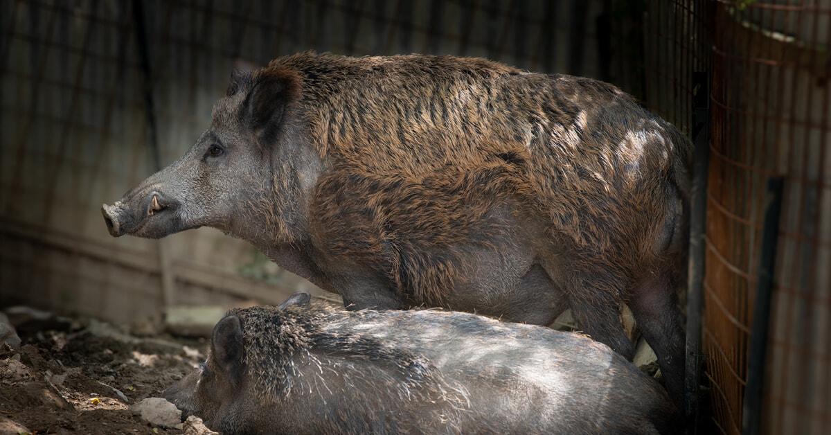 genova tar del lazio salva la vita a naso e rosino i cinghiali dovevano essere soppressi per la peste suina
