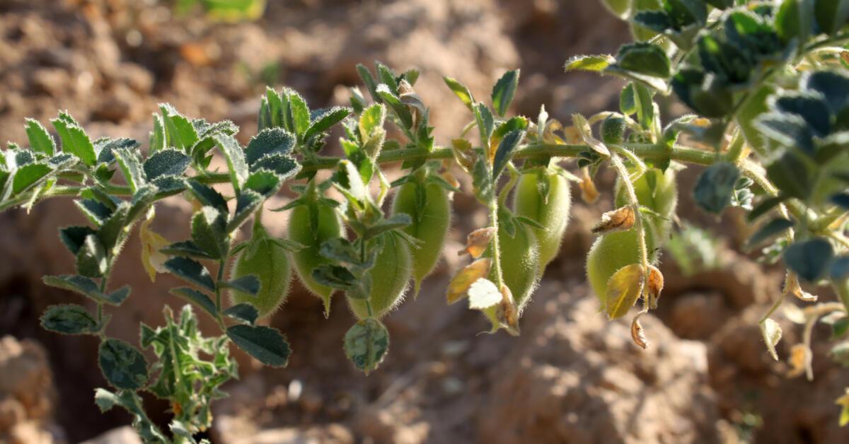 le piantine di ceci sbarcano sulla luna ma riusciranno a sfamare gli astronauti nello spazio